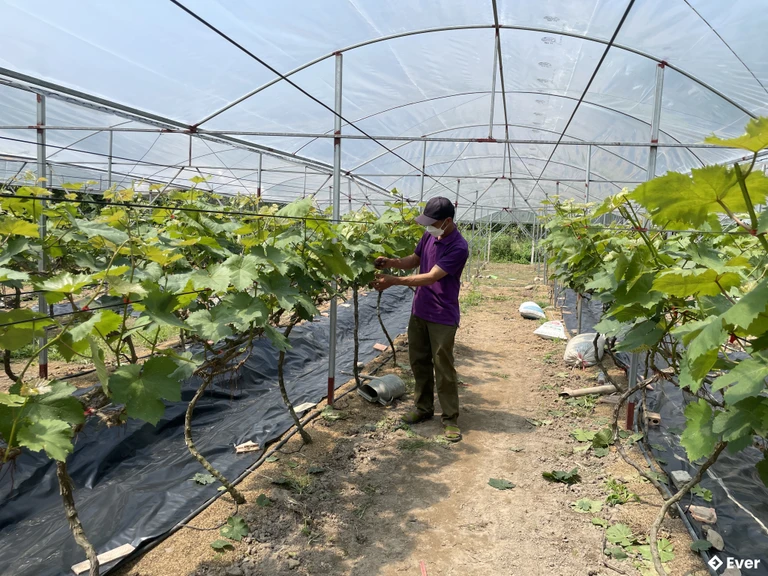 Phường Hoành Bộ phát triển nông nghiệp theo mô hình tập trung