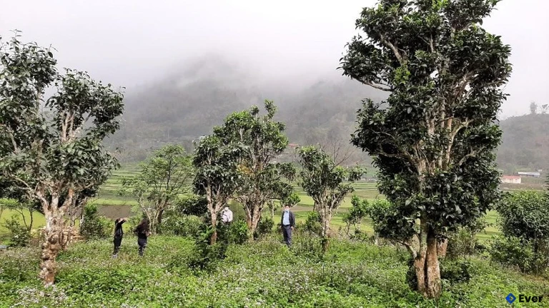 Quy hoạch cánh đồng chè tại xã Đồng Phúc