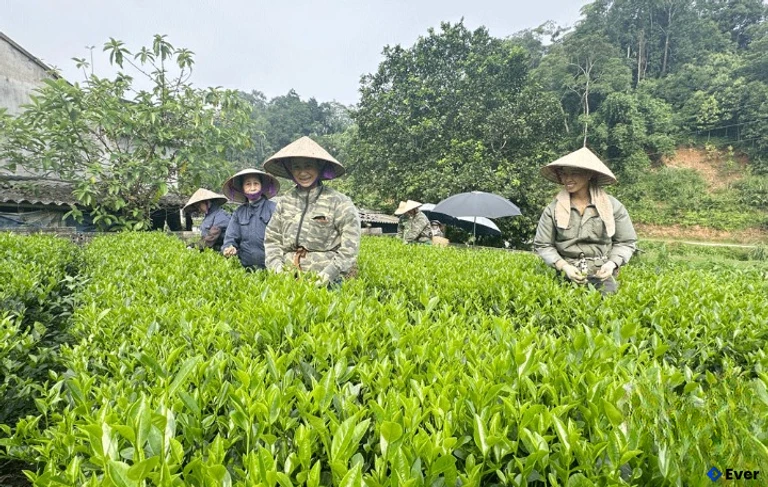 Quy hoạch cánh đồng chè tại xã Yên Bình