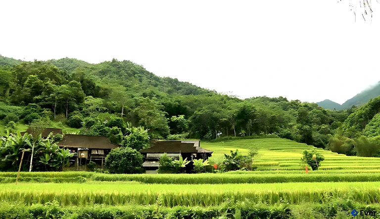 Quy hoạch cánh đồng lúa tại xã Cao Minh