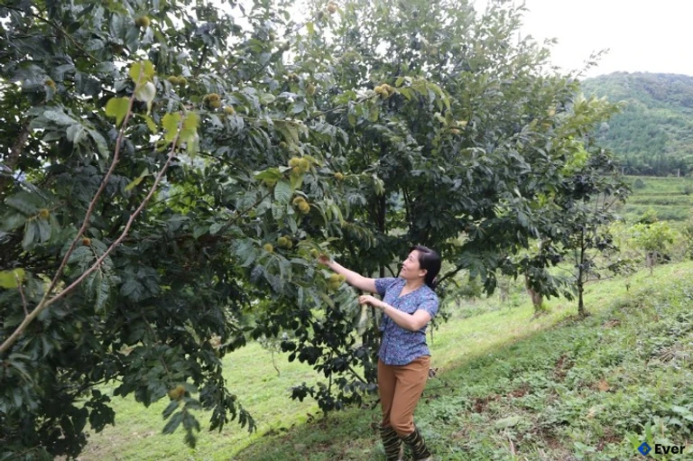 Quy hoạch cây dẻ tại xã Bằng Vân