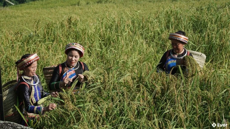 Quy hoạch ruộng lúa xã Thượng Minh