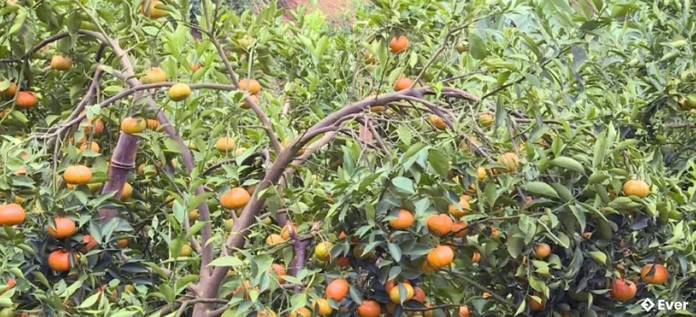 Quýt đặc sản Lai Đồng đã và đang giúp nhiều hộ dân thoát nghèo, vươn lên làm giàu bền vững.