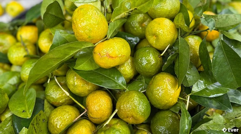 Quýt tắc Kỳ Thượng được xem là giống quả đặc sản