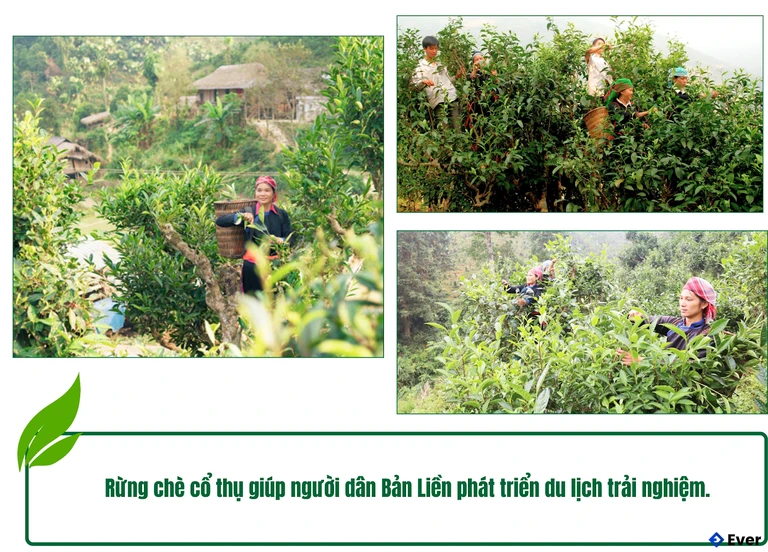 Rừng chè tại xã Bản Liền, Lào Cai