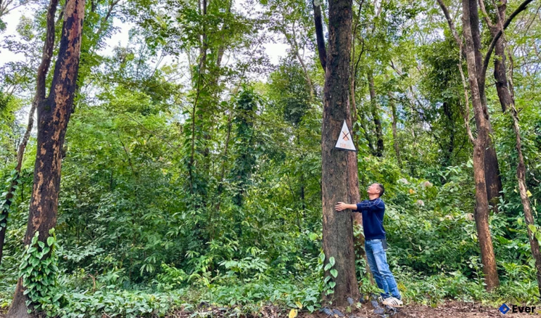 Rừng gỗ hương quý hiếm tại xã Đức Cơ với khoảng 2.000 cây