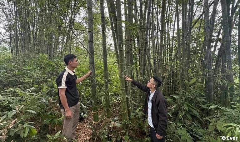 Rừng luồng tại thôn Măng, xã Quý Lương được thâm canh phục tráng