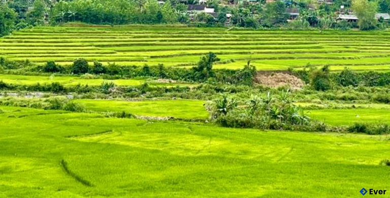 Ruộng bậc thang của người Hrê ở thôn Nước Chạch, xã Ba Xa