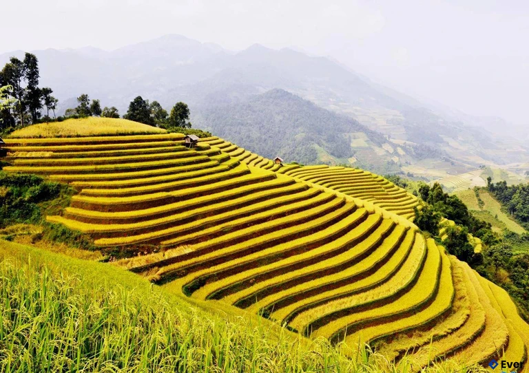 Ruộng bậc thang Hồng Thái