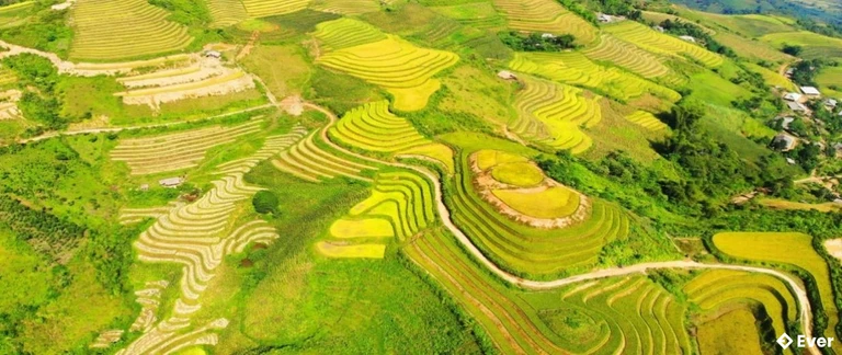 Ruộng bậc thang Phong Dụ Thượng