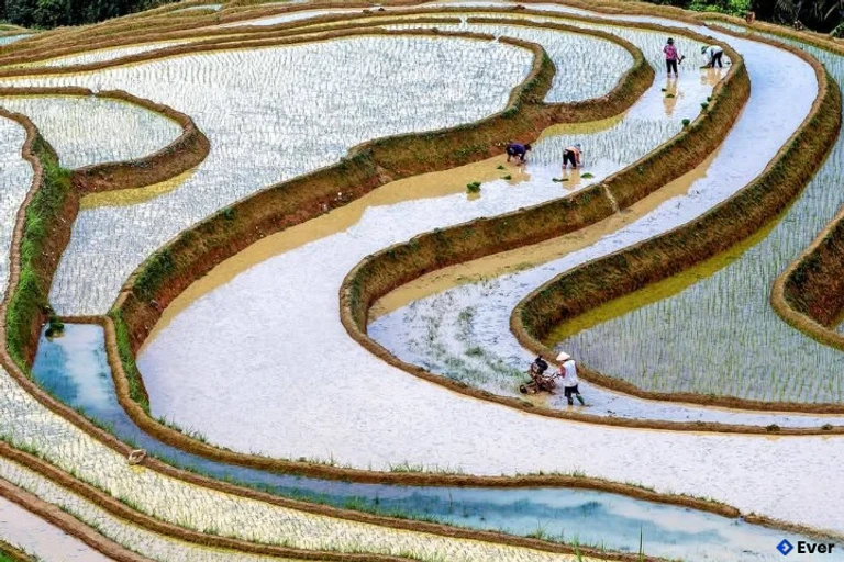 Ruộng bậc thang tại phường Hà Giang 1