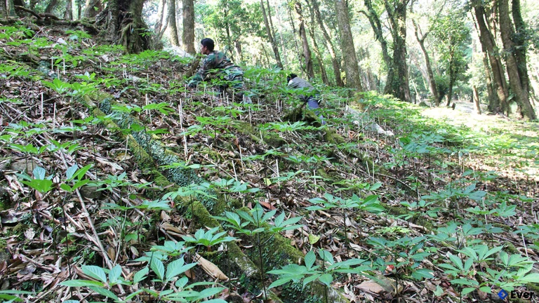 Sâm Ngọc Linh được trồng dưới tán rừng nguyên sinh ở xã Trà Linh