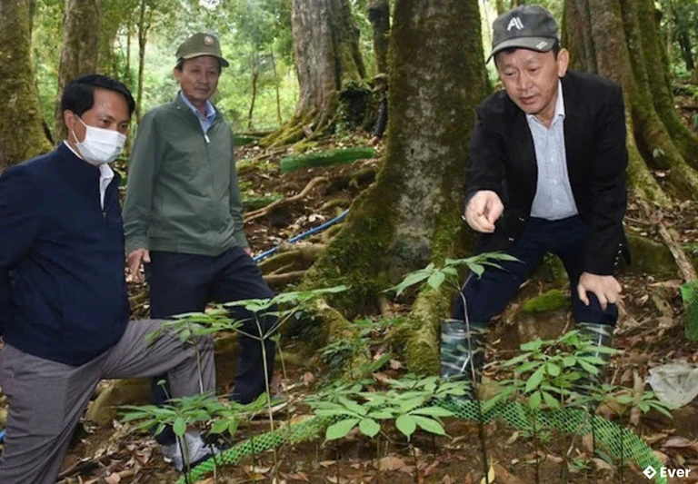 Sâm Ngọc Linh là cây trồng chủ lực của xã Măng Ri