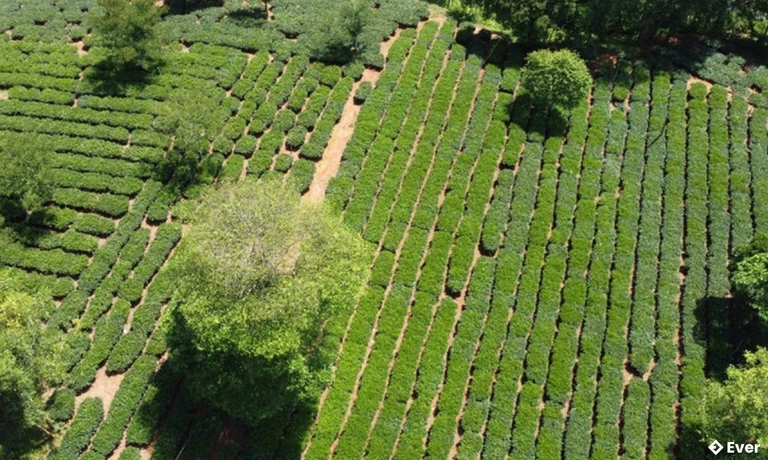 Sản phẩm chè ở xã Kỳ Văn được nâng cao chất lượng nhờ áp dụng kỹ thuật mới