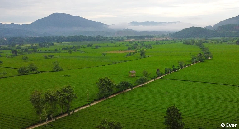 Sản xuất chè công nghiệp là thế mạnh của xã Sơn Kim 2