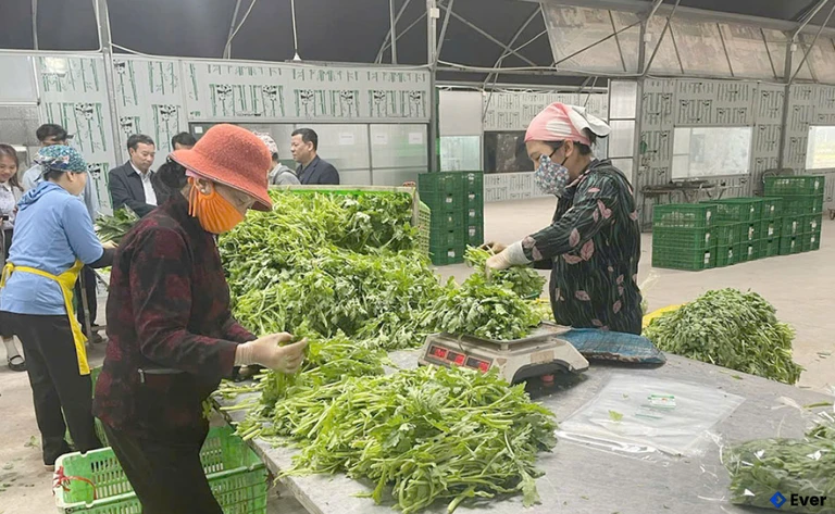 Sản xuất rau an toàn tại HTX dịch vụ nông nghiệp tổng hợp Yên Phú, xã Việt Yên