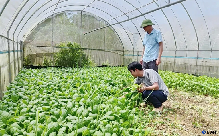 Sản xuất rau theo quy trình hữu cơ ở xã Võ Miếu