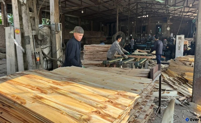 Sản xuất ván bóc tại Công ty TNHH chế biến lâm sản Thường Xuân.