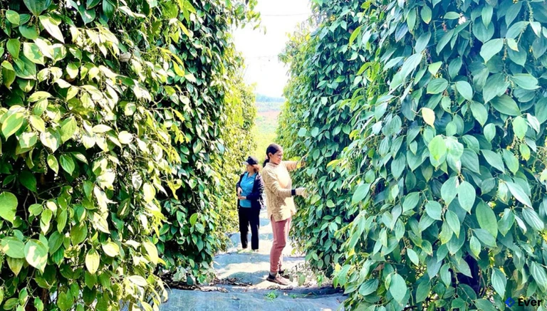 Sau sáp nhập, xã Kon Gang có nhiều tiềm năng, lợi thế về phát triển nông nghiệp, nhất là nông nghiệp hữu cơ