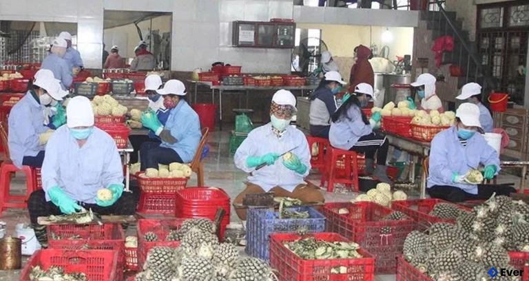 Sơ chế sản phẩm tại cơ sở sản xuất dứa đóng hộp đạt chuẩn OCOP 4 sao (xã Thắng Lợi)