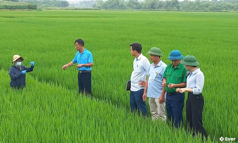 Thăm, kiểm tra tình hình sâu bệnh vụ mùa tại xã Xuân Lũng