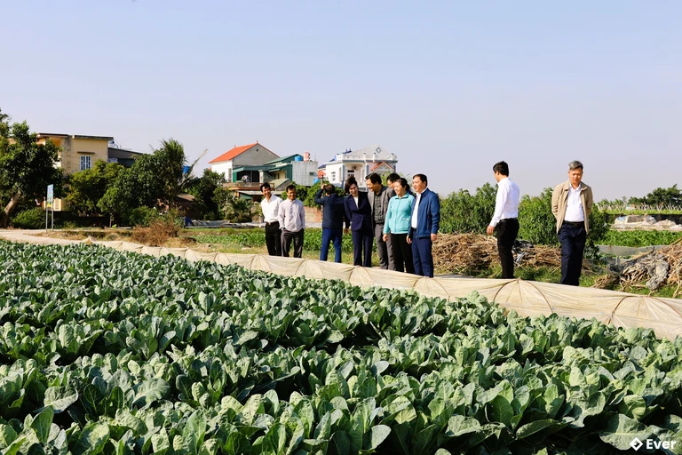 Thăm vườn rau nông nghiệp ở xã Gia Phúc