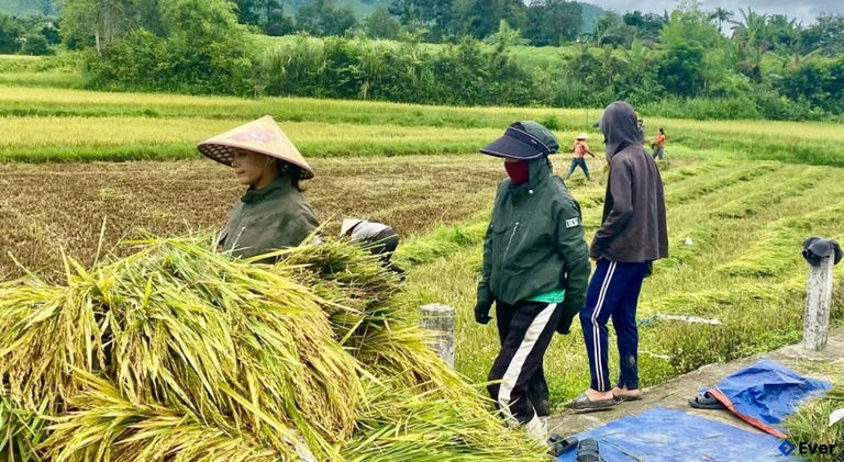 Thay đổi tư duy canh tác, người dân Tuyên Phú hướng tới sản xuất an toàn và bền vững