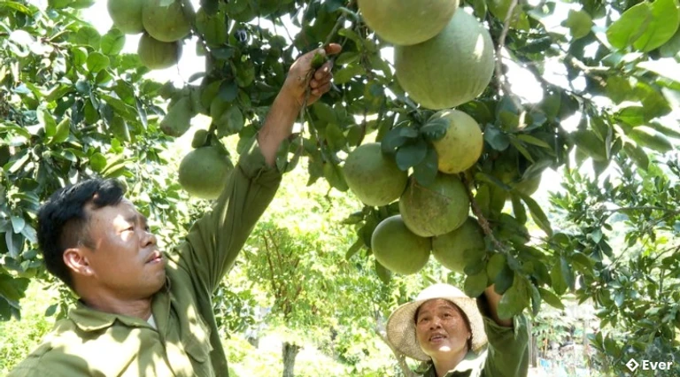 Thu Cúc tập trung chuyển đổi đất canh tác kém hiệu quả sang trồng cây có giá trị kinh tế cao