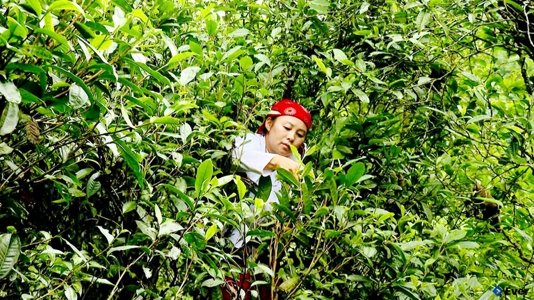 Thu hái chè Shan tuyết cổ thụ tại xã Lũng Phìn