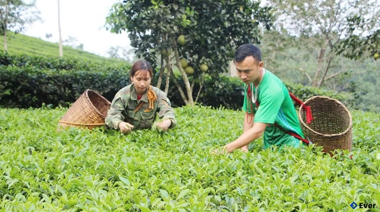 Thu hoạch chè ở xã Minh Đài.