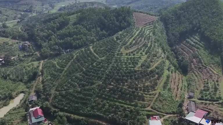 Thủ phủ cam bù lớn nhất Hà Tĩnh, tại xã Kim Hoa