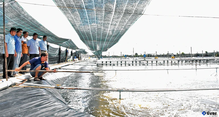 Thủy sản mang điểm tiềm năng cao nổi bật với vùng nuôi tôm công nghiệp ven đê biển xã Lai Hòa