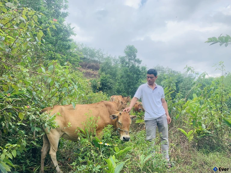 Trà Tân luôn tích cực chuyển đổi cơ cấu cây trồng, con vật nuôi