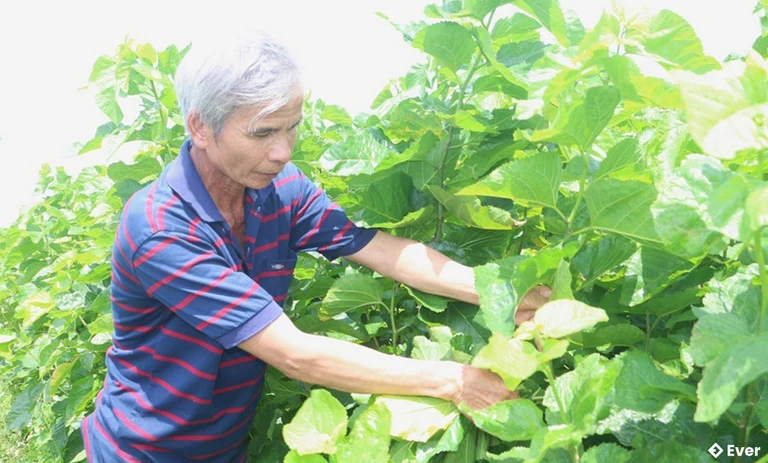 Trồng dâu nuôi tằm là một trong những nghề mang lại thu nhập cao cho người dân trên địa bàn xã