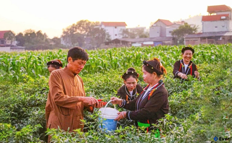 Trồng ớt đem lại hiệu quả kinh tế cao cho người dân xã Đạo Trù