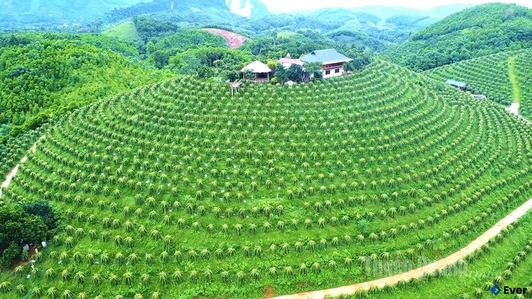 Trồng thanh long theo quy chuẩn chất lượng cao và hướng hàng hóa ở xã Yên Phú