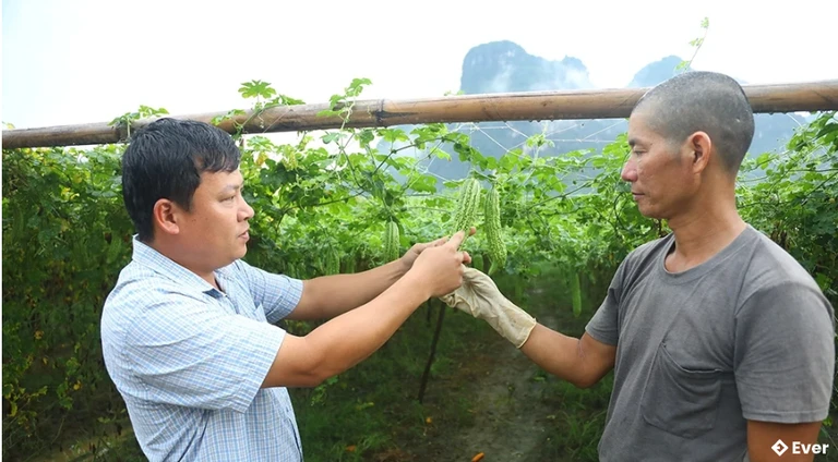 Trưởng thôn Thung Trâm chia sẻ, hướng dẫn kỹ thuật trồng và chăm sóc cây mướp đắng