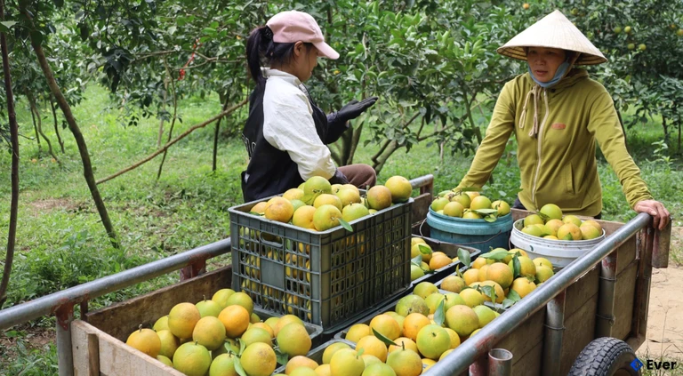 Tuyên Hóa chú trọng khai thác tiềm năng kinh tế vườn đồi và lâm nghiệp