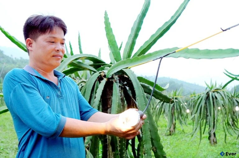 Ứng dụng công nghệ vào sản xuất thanh long trái vụ đem lại nguồn thu nhập khá cho nông dân xã Hợp Lý