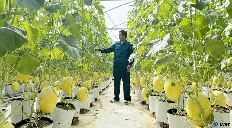 Ứng dụng khoa học kỹ thuật trong phát triển sản xuất nông nghiệp tại xã Sen Ngư