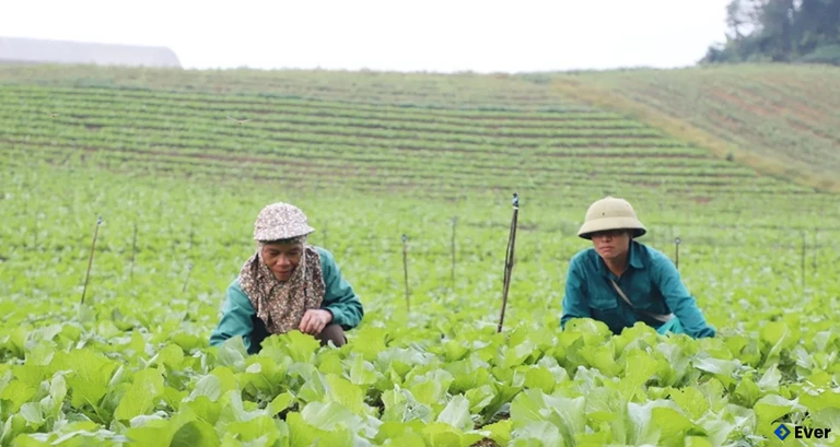 Vân Sơn xây dựng các mô hình sản xuất nông nghiệp hữu cơ có quy mô lớn