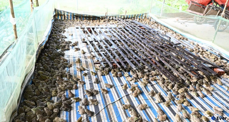 Với cách nuôi cuốn chiếu, anh Sinh luôn có ếch các lứa tuổi khác nhau, vừa dễ tiêu thụ, vừa không lo dồn hàng