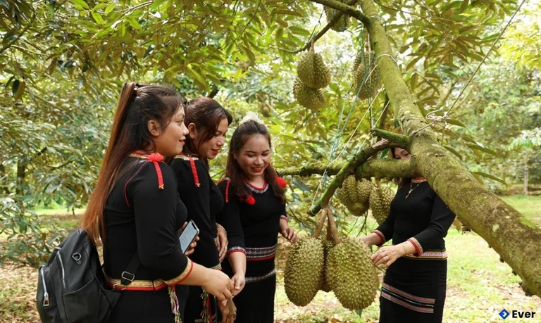 Với quỹ đất và thế mạnh chuyên canh nông nghiệp có sẵn, xã Ea Knuếc đặt rõ quyết tâm phát triển