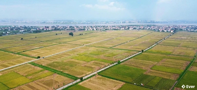 Vựa lúa tại xã Bản Nguyên