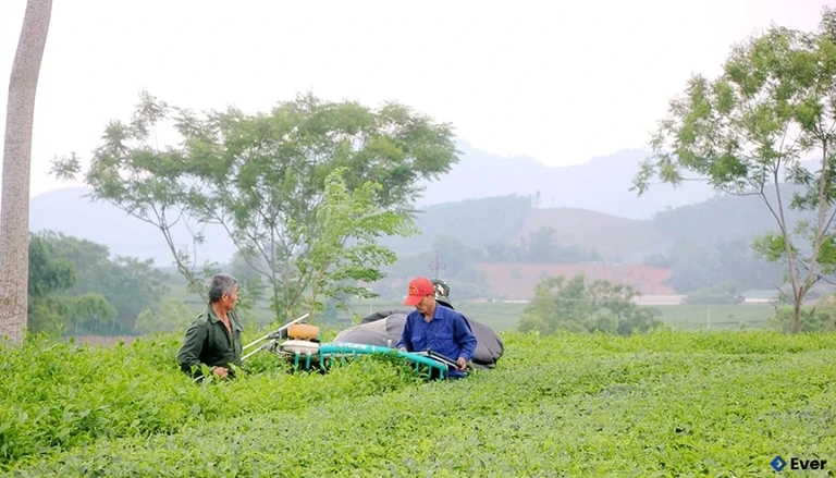 Vùng chè nguyên liệu tập trung thuận lợi trong canh tác, chăm sóc và đưa cơ giới hóa vào sản xuất.