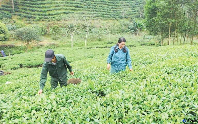 Vùng chuyên canh sản xuất chè của HTX Dịch vụ nông lâm nghiệp Bình Sơn, xã Thọ Bình