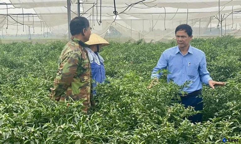 Vùng sản xuất ớt tập trung tại xã Định Hòa được cấp mã số vùng trồng xuất khẩu