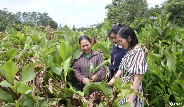 Vùng trồng nguyên liệu dong riềng của HTX miến dong Thành Minh, xã Thành Vinh.