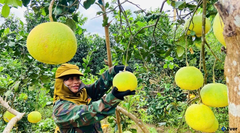 Vườn bưởi Phúc Trạch ở Tuyên Sơn