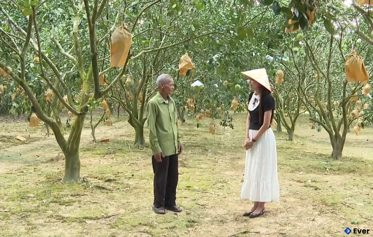 Vườn bưởi trĩu cành tại xã Hương Phố (Hà Tĩnh)